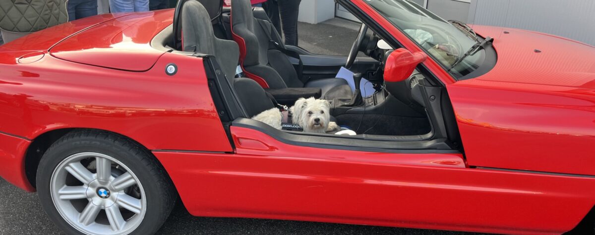 Hund Auto groß